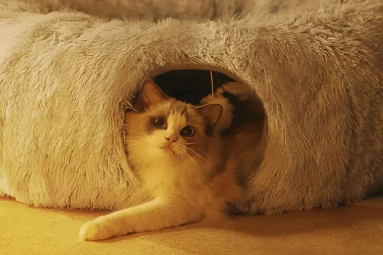 Comfortable Cat Tunnel and Bed Combo