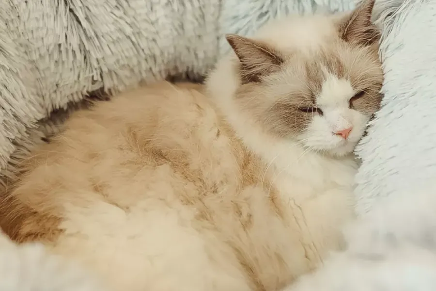 Plush Cat Hideaway for Small Pets