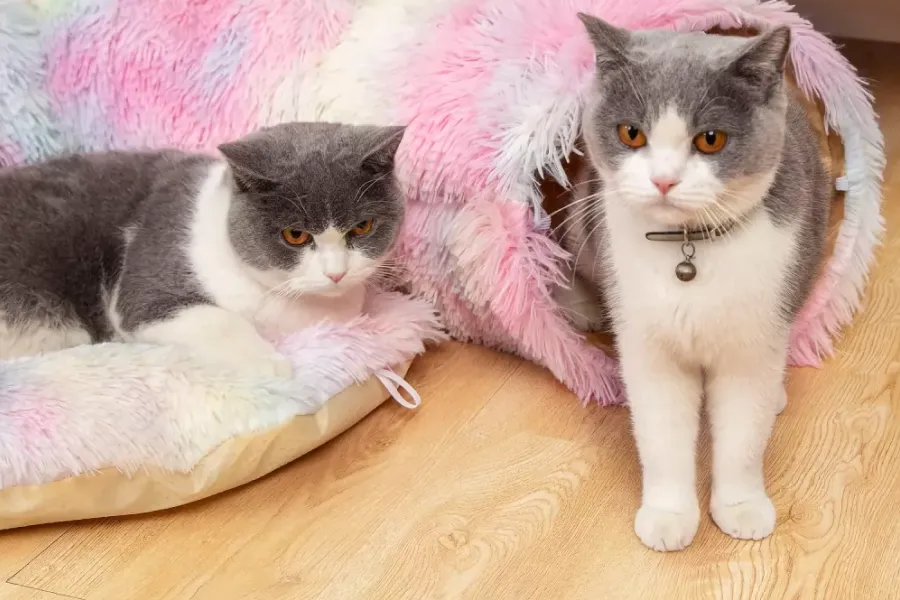 Soft Cat Tunnel for Indoor Play