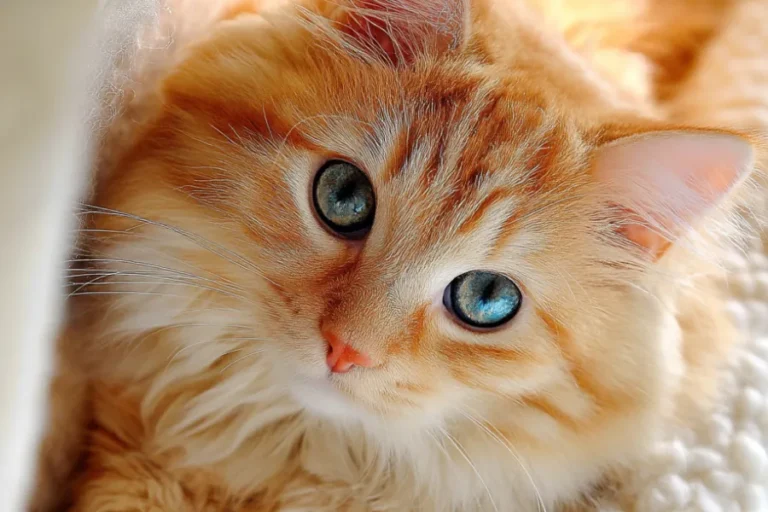Foldable Cat Bed with Tunnel