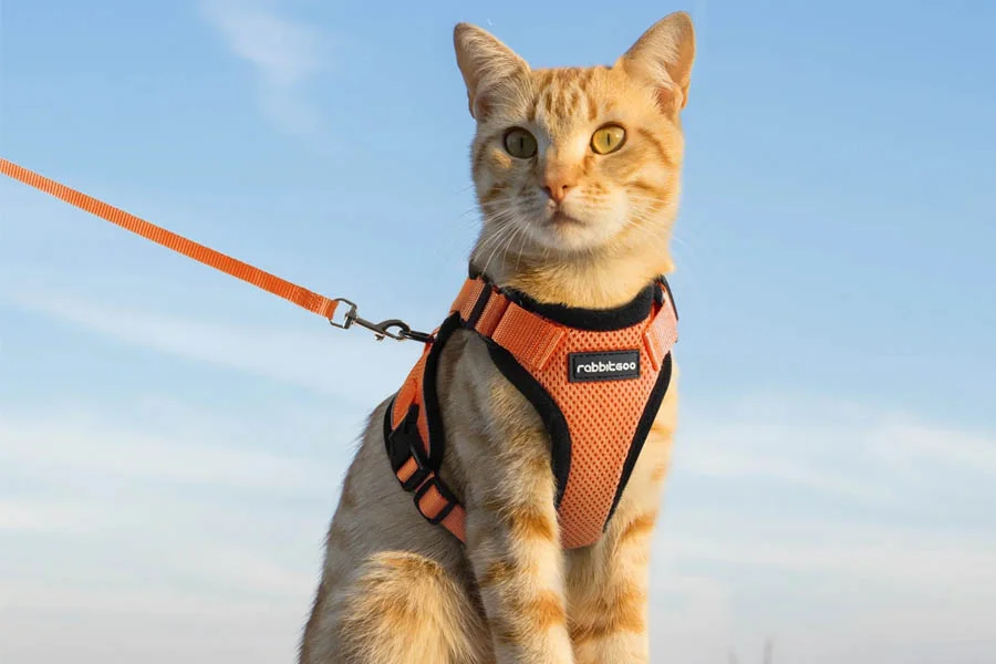 Adjustable Escape-Resistant Cat Harness