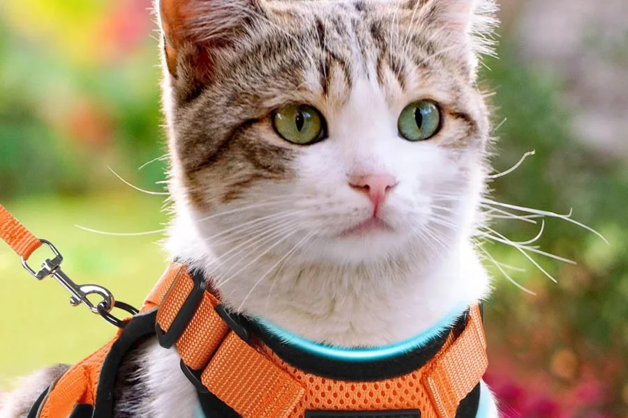 Comfortable Cat Leash and Harness Set