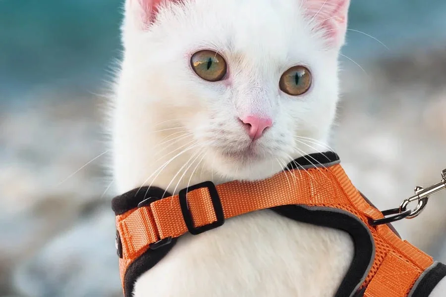 Adjustable Escape-Resistant Cat Harness