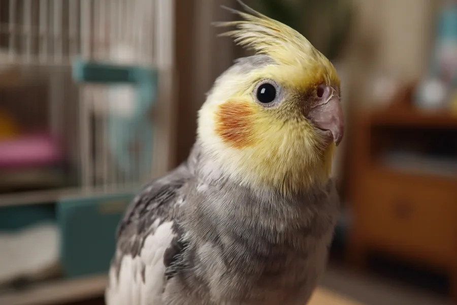 Big Flight Bird Cage