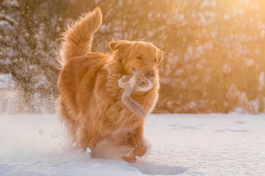Comfortable Pet Sofa for Cold Weather