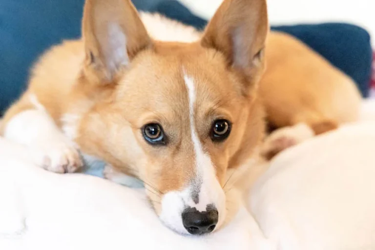 Comfortable Pet Sofa for Cold Weather